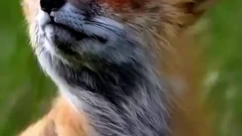 Renard