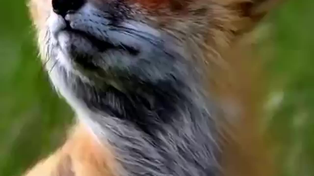 Renard