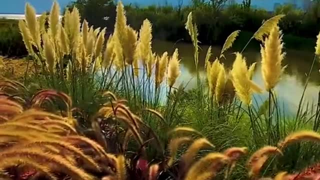 #autumn #wind #sky #clouds #sunset #plants #foryou #tiktok #beauty #scenery