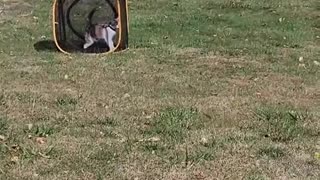 Daisy Loves Her Cube