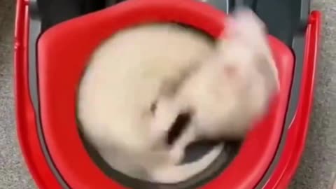 Trending cute and funny animals