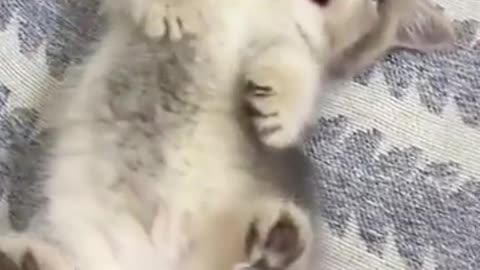 Big Cat ~ Cute kitten @ Cub