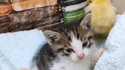 Cat kitten and chikens friendship