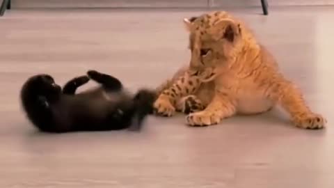 Adorable Cat and Cub Playtime