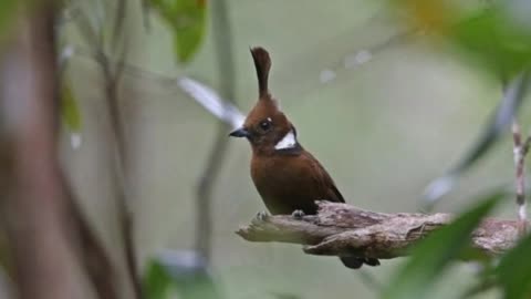 Suara alam