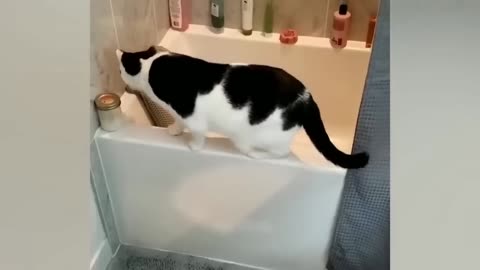 Funny cats 🥰