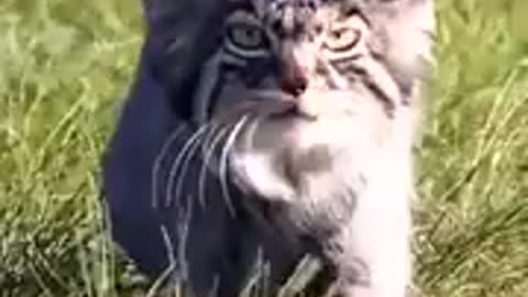 The Pallas's cat, (Otocolobus manul),
