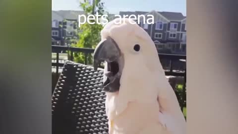 Smart And Funny Parrots Parrot Talking Videos Compilation P1 Super Dogsp1