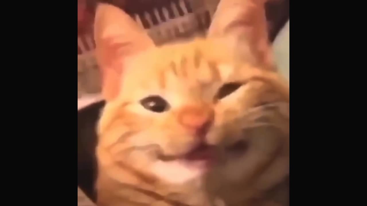 FUNNY CAT VIDEOS/VIRAL SENSATION/MY CAT HAS GONE CRAZY/CAT/FUNNY CAT