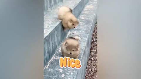 Funny Moment With Cute Animals