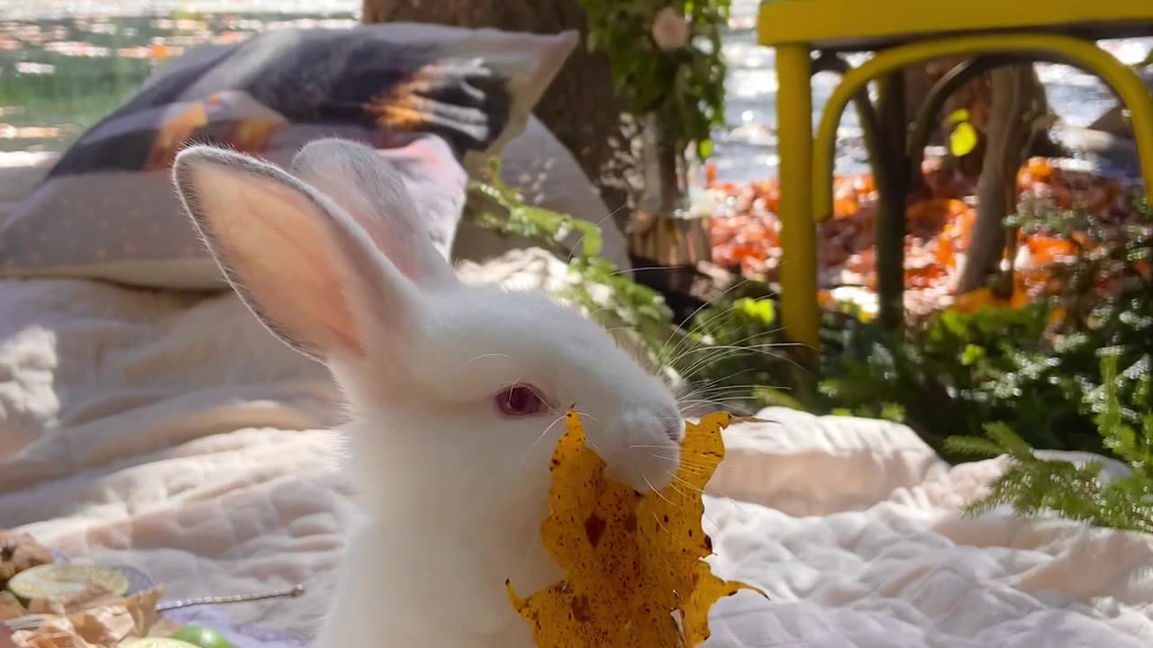 the rabbit and autumn