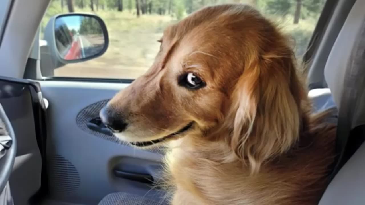 Funny Dog's
