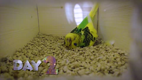 Egg Candling & Budgie Eggs Infertile