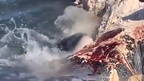 This is a beautiful and charming water-dwelling species