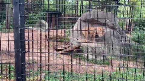Celebrating The Visitation with Family at Potters Park Zoo (Lansing MI)