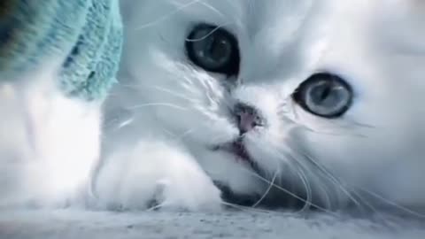 Cute Cat