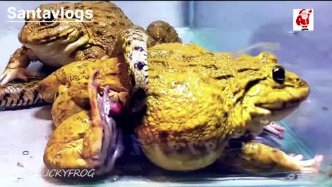Asian frogs vs snake | in box