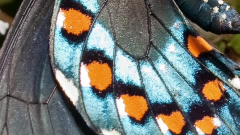 Entomology and Insects - Pipevine Swallowtail #insects #insectdiversity #butterfly #lepidoptera