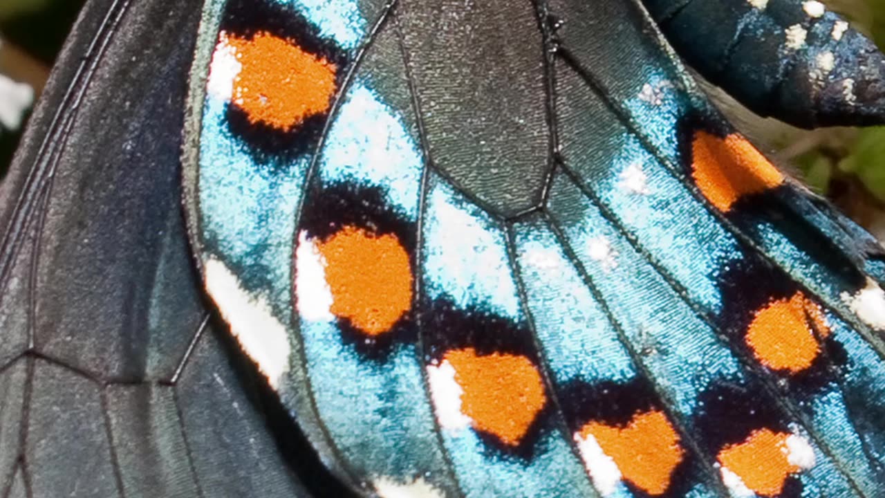 Entomology and Insects - Pipevine Swallowtail #insects #insectdiversity #butterfly #lepidoptera