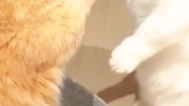 Ha ha! A fight between two short-legged cats seems to be no fun..