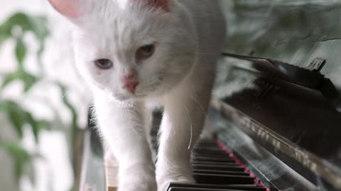 Cat is walking over piano.....