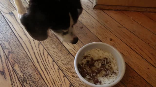 NATURAL REMEDY FOR DRY SKIN OR HOT SPOTS ON DOGS