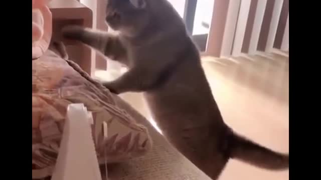 Cute Kittens Doing Funny Things, Cutest kittens in the worlds 2021 🐱Cutest Cats