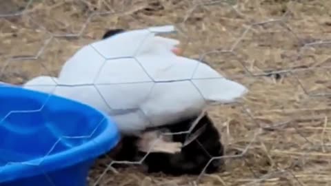 Ducks Gone Wild!