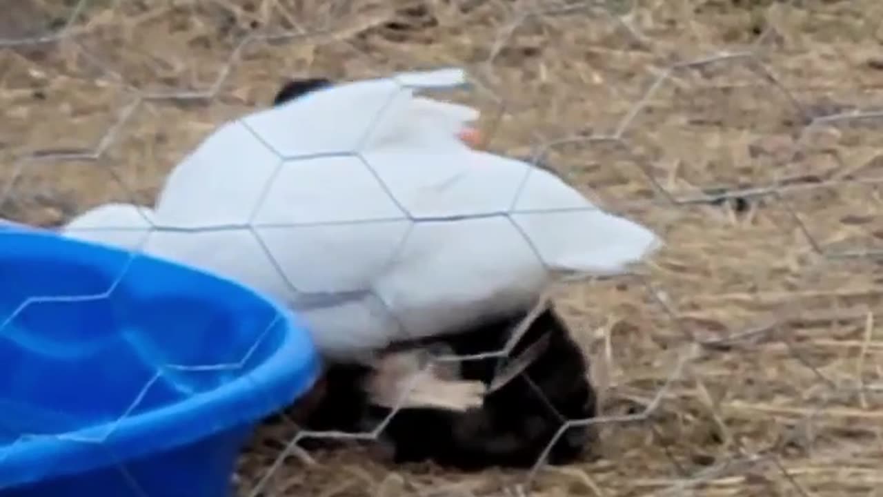 Ducks Gone Wild!