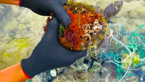 Lucky sea turtle were rescued in time to remove barnacles and the net clinging to the shell