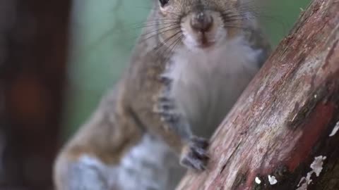 cute squirrel 💝💞