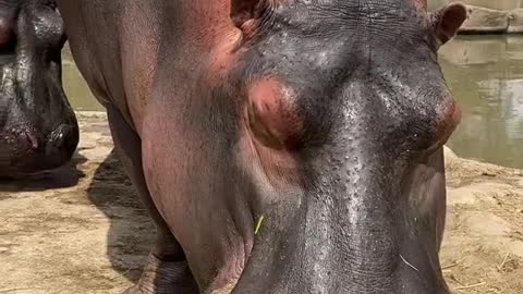 hippo