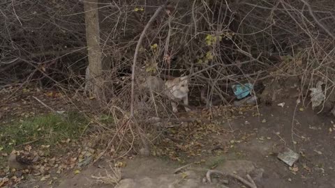 rescue poor dog