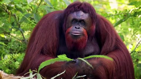 Orangutan Tribute