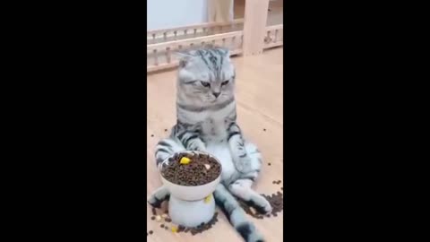 Funny animals