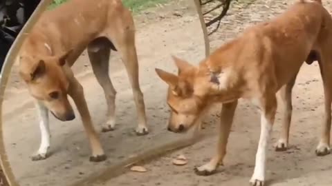 Hilarious mirror pranks for dogs// 😱😱 Try to not langh// mirror prank 😱😱