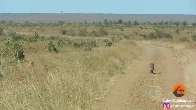 Warthog Absolutely Missed the 2 Lions Right Next to it