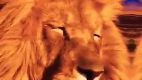 Love animal 💕