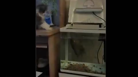 Taste of small black fish