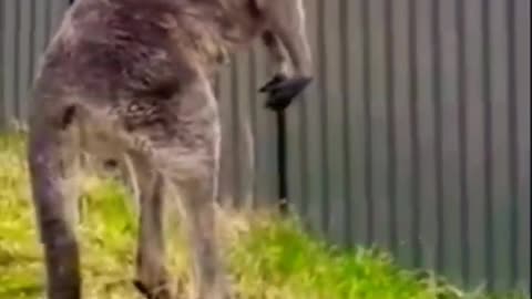 #shorts Funny Animals Videos, Animals Funny Videos