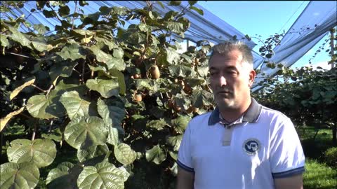 Come si coltiva la pianta del KIWI?
