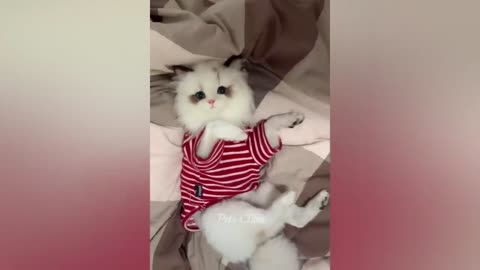 Funny Animal Vedio