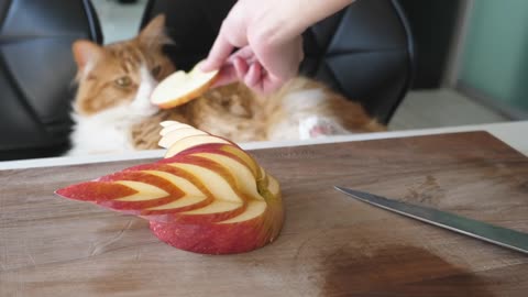 How I Trained My Cats