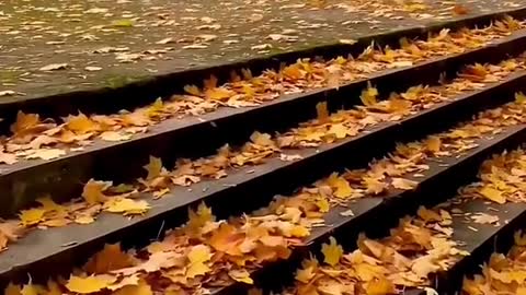 Leaves fall, late autumn, the day is cool