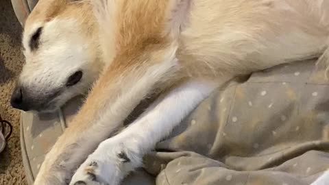 Bean the Dog Makes Strange Noises in Sleep