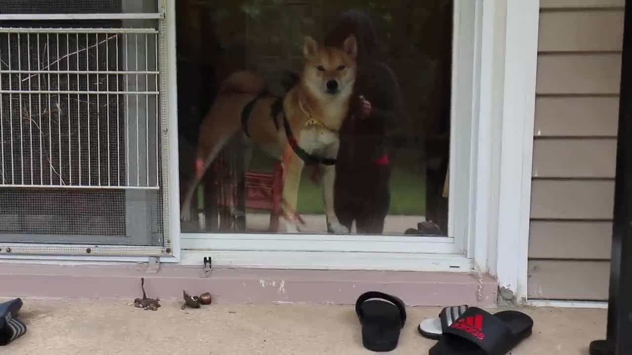 Dog Viciously attacks