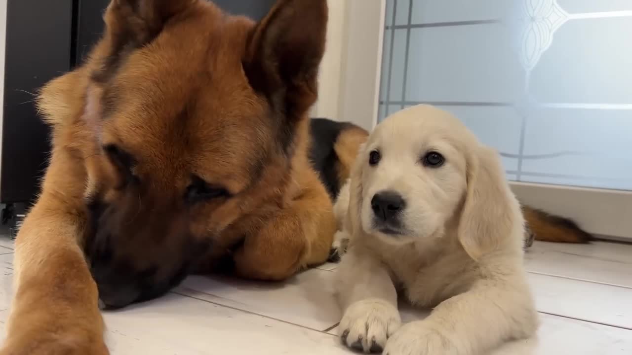 German Shepherd Loves Golden Retriever Puppy [Cutest Video Ever]