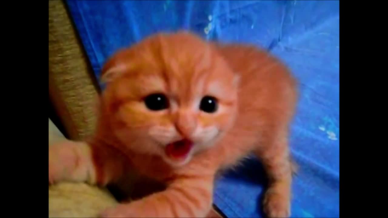 Cool pets