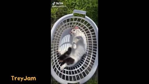 Try Not to LAUGH 😂 Challenge IMPOSSIBLE | Funny Memes Compilation 2023