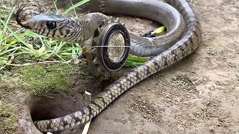 Animal Video